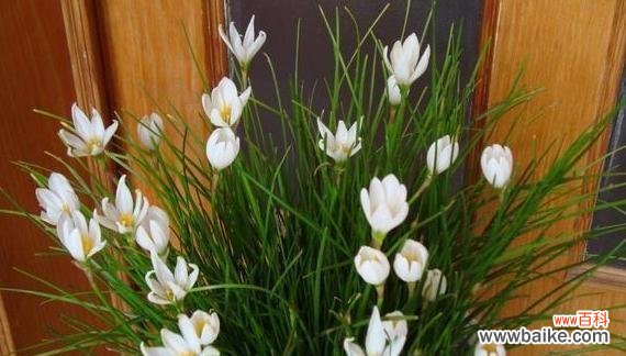 探索植物中神奇的花芽分化过程 花芽分化