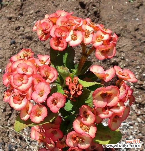 传递坚韧与希望的虎刺梅花语 虎刺梅的花语