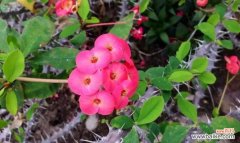 传递坚韧与希望的虎刺梅花语 虎刺梅的花语