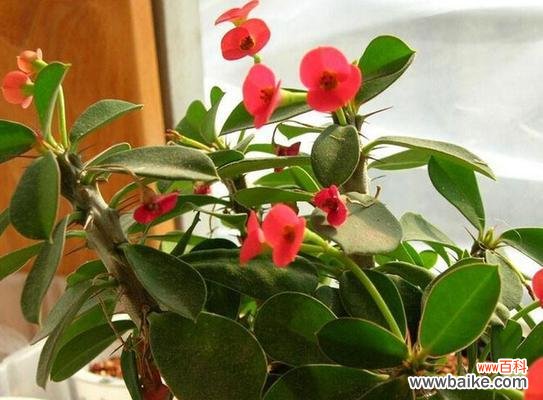 传递坚韧与希望的虎刺梅花语 虎刺梅的花语