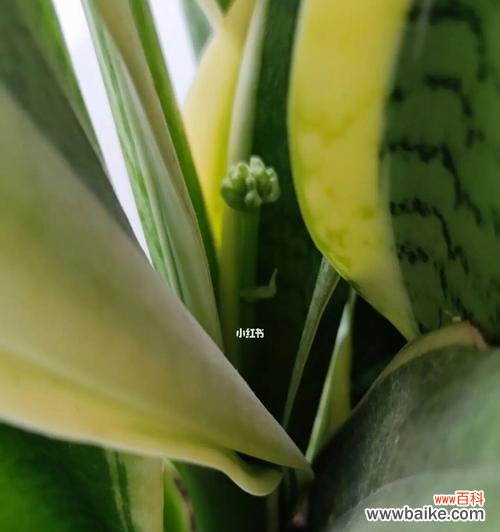 以虎尾兰开花的代表寓意与人生启示 虎尾兰盛开之美——花开花落中的生命哲理