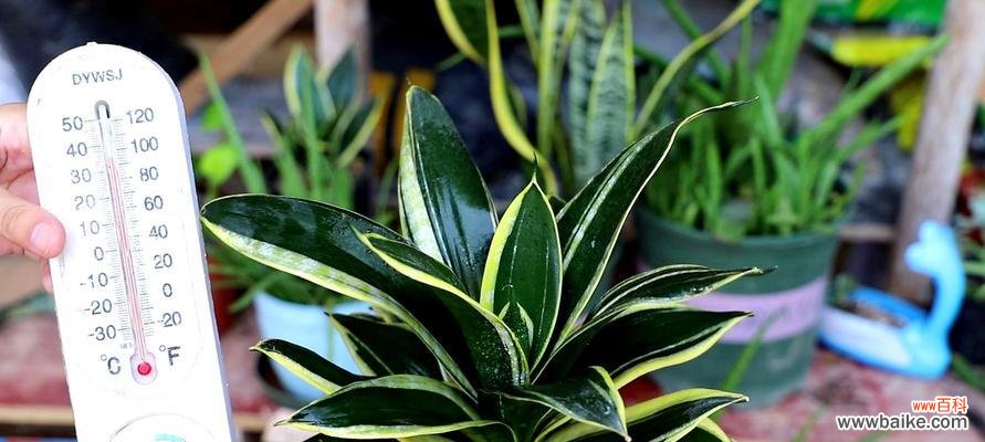 以虎尾兰开花的代表寓意与人生启示 虎尾兰盛开之美——花开花落中的生命哲理