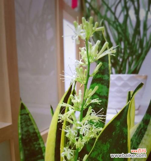 以虎尾兰开花的代表寓意与人生启示 虎尾兰盛开之美——花开花落中的生命哲理