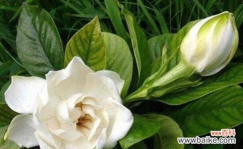 揭示花卉多样性的分类系统与技巧 花卉分类的意义及方法