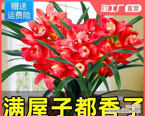 揭示花卉多样性的分类系统与技巧 花卉分类的意义及方法