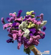 绽放如红雁彰显爱情之美 花语传说