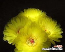 一朵比一朵更让人心碎的花 花开虐心，以花语比较的花