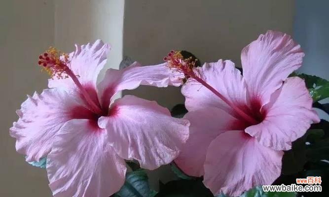 一朵比一朵更让人心碎的花 花开虐心，以花语比较的花