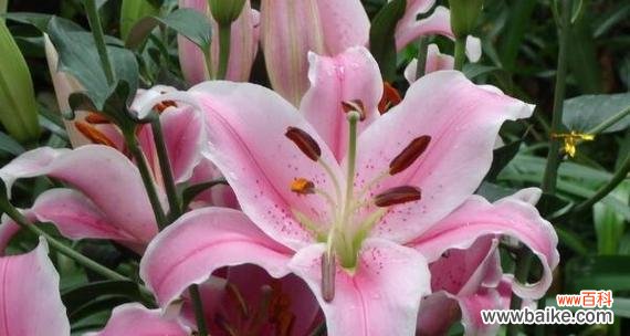 用花言巧语传达真情 黄百合花语——传递阳光与纯洁之美