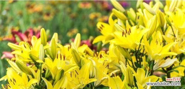 用花言巧语传达真情 黄百合花语——传递阳光与纯洁之美