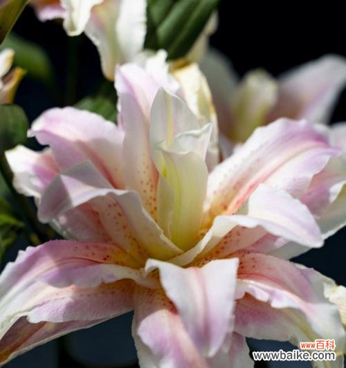 揭示黄百合花的美丽传说与深刻内涵 黄百合花的寓意与意义