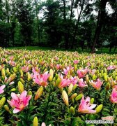 揭示黄百合花的美丽传说与深刻内涵 黄百合花的寓意与意义