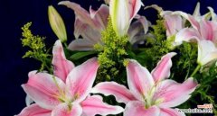 唤醒心灵的一缕阳光 黄百合花语