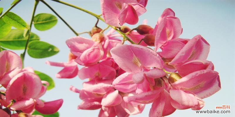 深入了解槐花的花语 槐花的花语意义