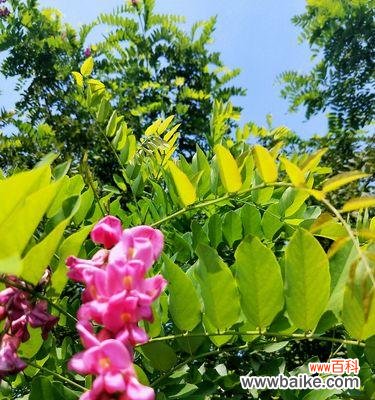 深入了解槐花的花语 槐花的花语意义