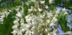 槐花的花语与传说 槐花的花语——寓意深远的花朵