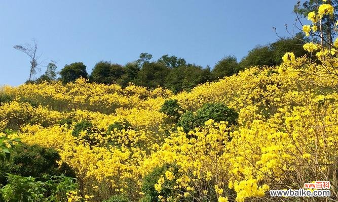黄风铃的历史渊源 黄风铃的意义与象征