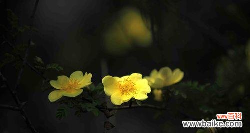 揭秘黄刺玫的传奇花语与美丽故事 黄刺玫花语