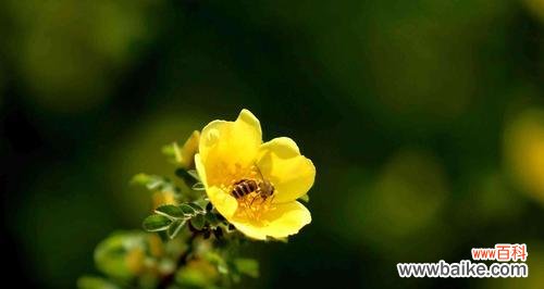 揭秘黄刺玫的传奇花语与美丽故事 黄刺玫花语