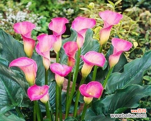 探寻黄花马蹄莲的内涵和象征 黄花马蹄莲的寓意与意义