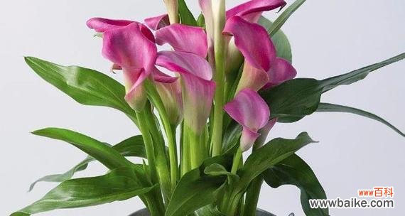 探寻黄花马蹄莲的内涵和象征 黄花马蹄莲的寓意与意义