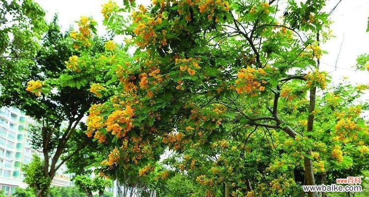 黄花槐的象征与意义 以黄花槐寓意意思为主题的文章