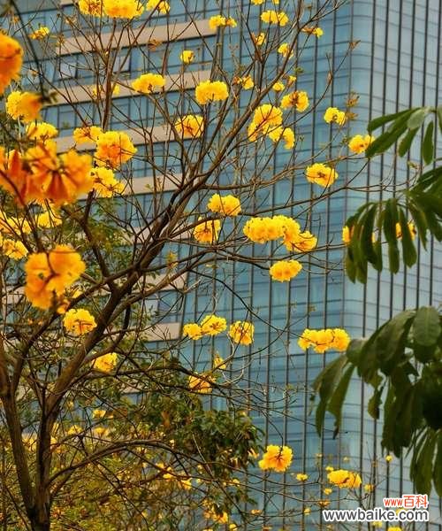 唤醒希望的黄色 黄花风铃木的花语与意义