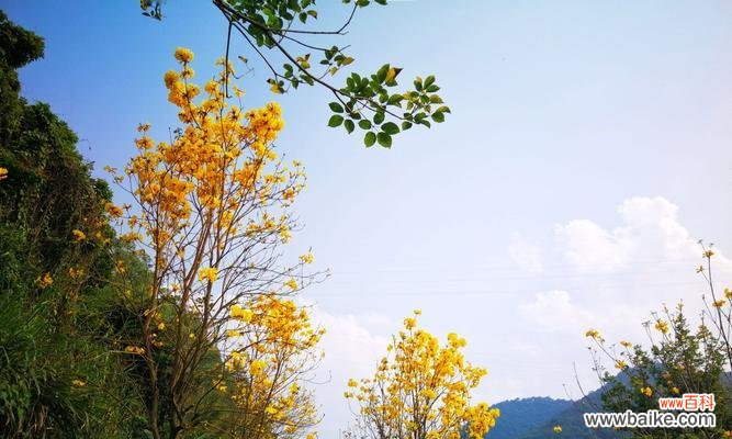 唤醒希望的黄色 黄花风铃木的花语与意义