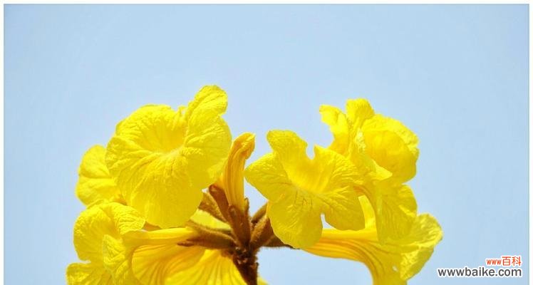 花开如黄金 黄花风铃木