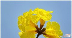 花开如黄金 黄花风铃木