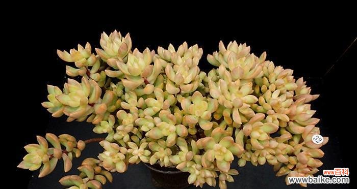 绽放的生命与情感的诠释 黄丽的花语