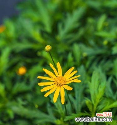 探寻黄金菊的吉祥之美 黄金菊的花语