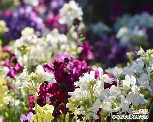 探寻姬金鱼草花语的深意 姬金鱼草的花语寓意