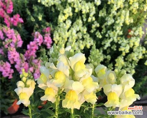 探寻姬金鱼草花语的深意 姬金鱼草的花语寓意