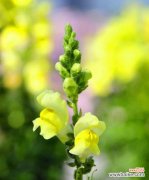 探索姬金鱼草的花语与特点 姬金鱼草