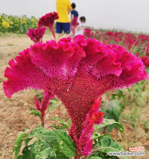 探索鸡冠花的花语及其象征的爱情 鸡冠花的花语寓意与美丽