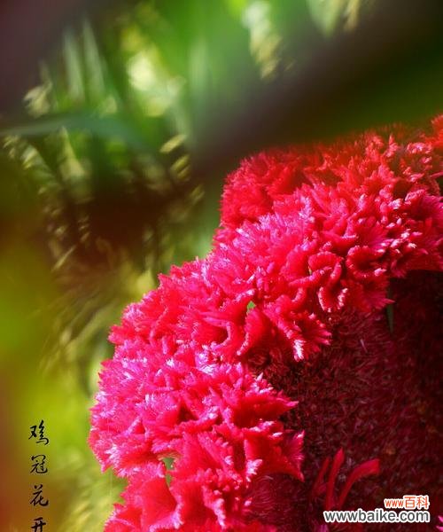 探索鸡冠花的花语及其象征的爱情 鸡冠花的花语寓意与美丽