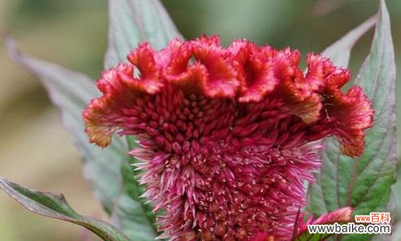 用鸡冠花传递你内心的梦想和渴望 鸡冠花花语的意义