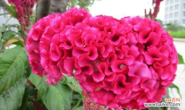 用鸡冠花传递你内心的梦想和渴望 鸡冠花花语的意义