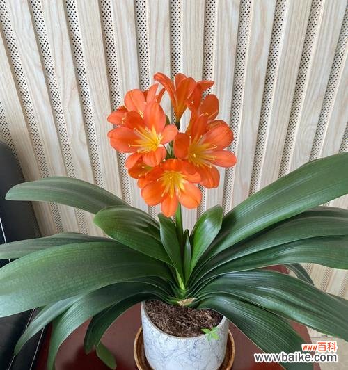 以家里君子兰开花的寓意及其象征意义 君子兰开花的寓意——美好与希望