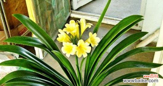 以家里君子兰开花的寓意及其象征意义 君子兰开花的寓意——美好与希望