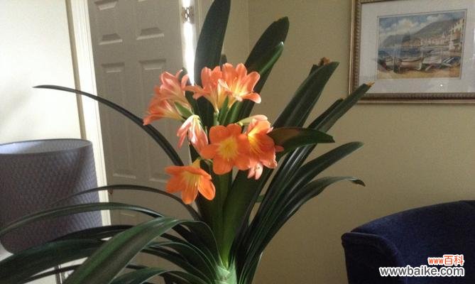 以家里君子兰开花的寓意及其象征意义 君子兰开花的寓意——美好与希望