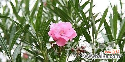 探索夹竹桃花的深层含义 夹竹桃的花语——美丽与坚强并存