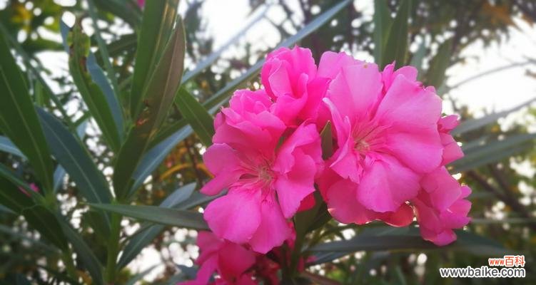 探索夹竹桃花的深层含义 夹竹桃的花语——美丽与坚强并存