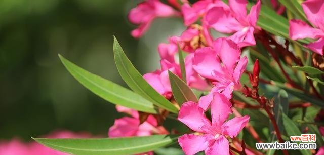 探寻夹竹桃花的美丽与内涵 夹竹桃花语与寓意