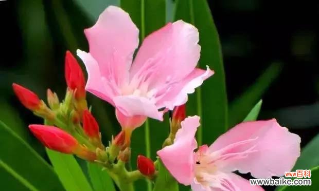 探寻夹竹桃花的美丽与内涵 夹竹桃花语与寓意