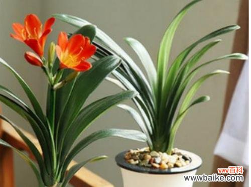 探寻君子兰开花背后的文化内涵 君子兰开花的寓意是什么