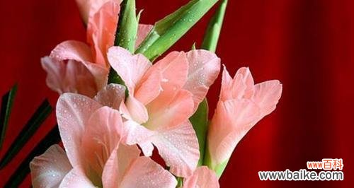 探索剑兰花的神秘世界 剑兰花语与寓意