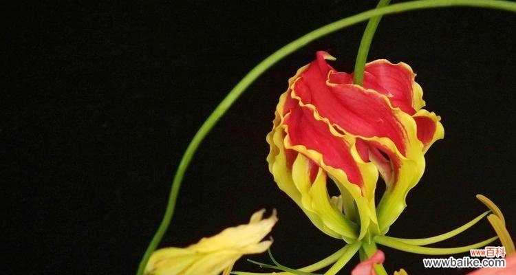 探索嘉兰的花语 嘉兰的花语与文化背景