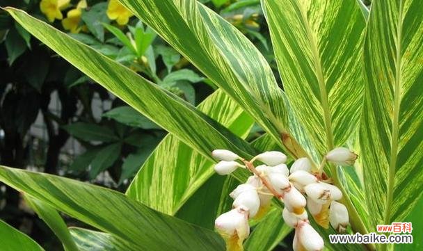 探索姜花的花语和蕴含的意义 姜花的花语和寓意